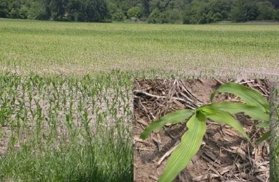 sulfur deficiency symptoms in corn