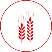 Agriculture Wheat Icon